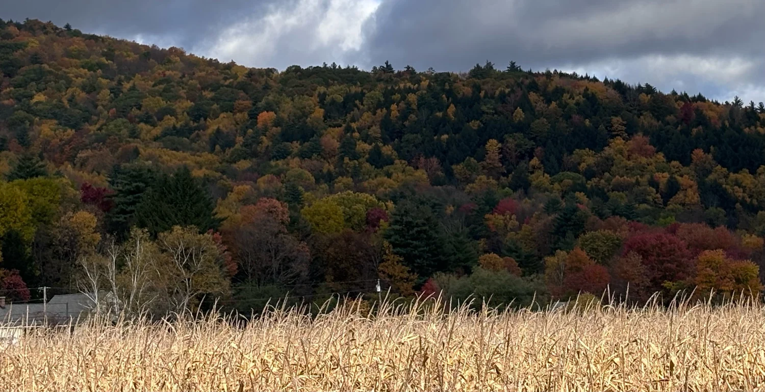 Autumn colors across a wooded Vermont hillside.